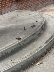 Passer domesticus