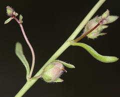 Sairocarpus kingii
