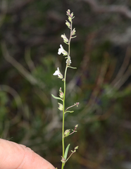 Sairocarpus kingii