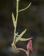 Sairocarpus kingii
