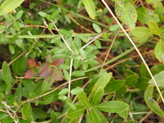 Ilex vomitoria image