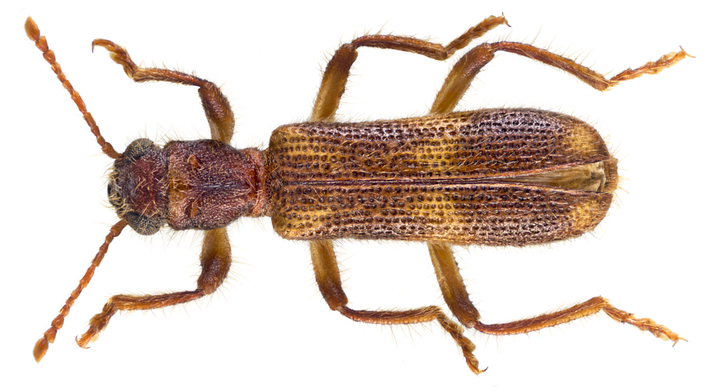 Opilo domesticus