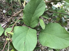 Calopogonium mucunoides