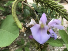 Calopogonium mucunoides