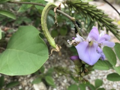 Calopogonium mucunoides