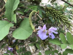 Calopogonium mucunoides