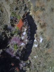 Pseudobiceros hancockanus