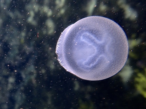 photo of Blue Blubber Jelly (Catostylus mosaicus)