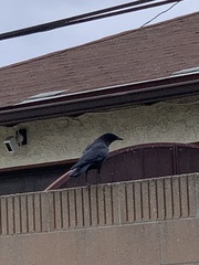 Corvus brachyrhynchos