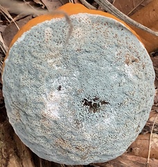 Penicillium italicum