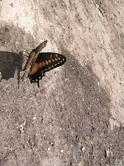 Papilio polyxenes americus