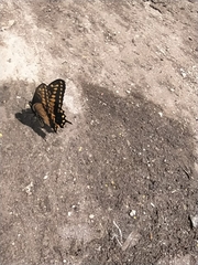 Papilio polyxenes americus