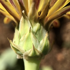 Reichardia