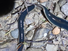 Australopacifica garveyi