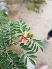 Indigofera fruticosa