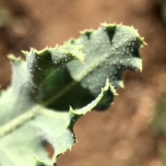 Reichardia