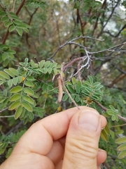 Indigofera fruticosa