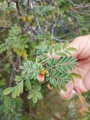 Indigofera fruticosa