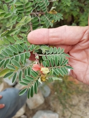 Indigofera fruticosa