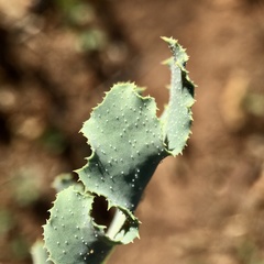 Reichardia