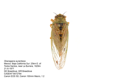 Okanagana aurantiaca
