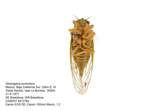 Okanagana aurantiaca