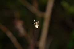 Nicolepeira bicaudata