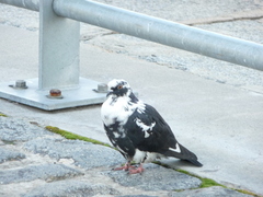 Columba livia