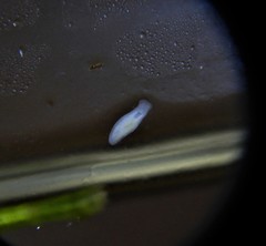 Prorhynchidae