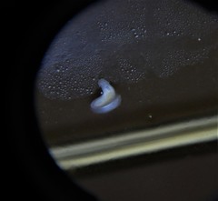Prorhynchidae