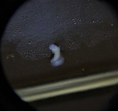 Prorhynchidae