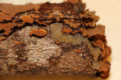 Tremella globispora