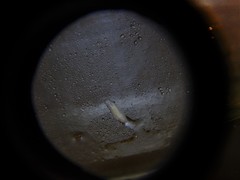 Prorhynchidae