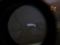 Prorhynchidae