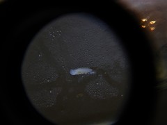 Prorhynchidae