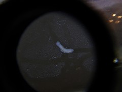 Prorhynchidae