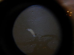Prorhynchidae
