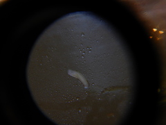 Prorhynchidae