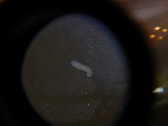 Prorhynchidae