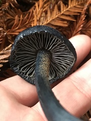 Entoloma subcarneum