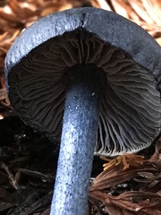 Entoloma subcarneum