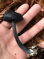 Entoloma subcarneum