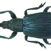Stenopterapion meliloti - Photo (c) Udo Schmidt, μερικά δικαιώματα διατηρούνται (CC BY-SA)