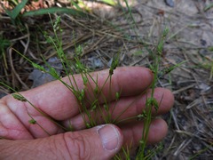 Isolepis carinata