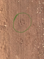 Chrysocyon brachyurus