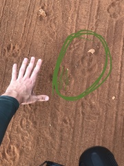 Chrysocyon brachyurus