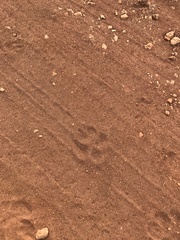 Chrysocyon brachyurus