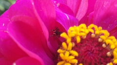 Salticidae