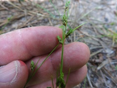Isolepis carinata