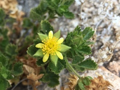 Ivesia saxosa